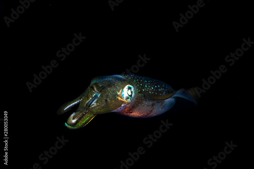 Bigfin reef squid, Sepioteuthis lessoniana during night dive © GeraldRobertFischer