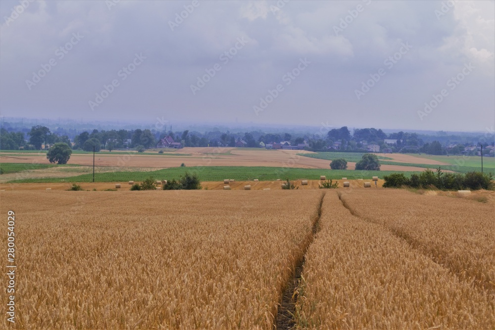 Road in wheat field