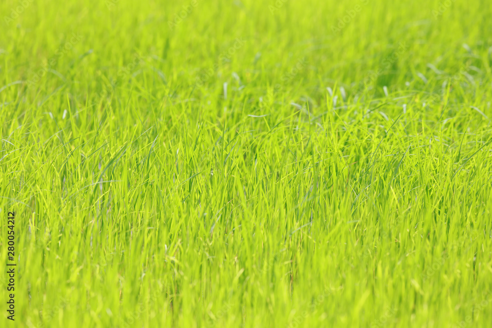 Green view from rice field