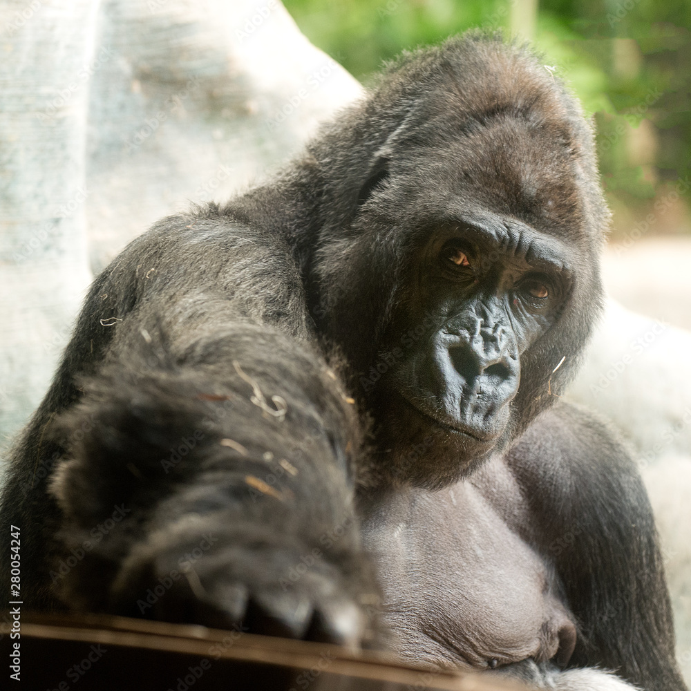 Obraz premium male gorilla
