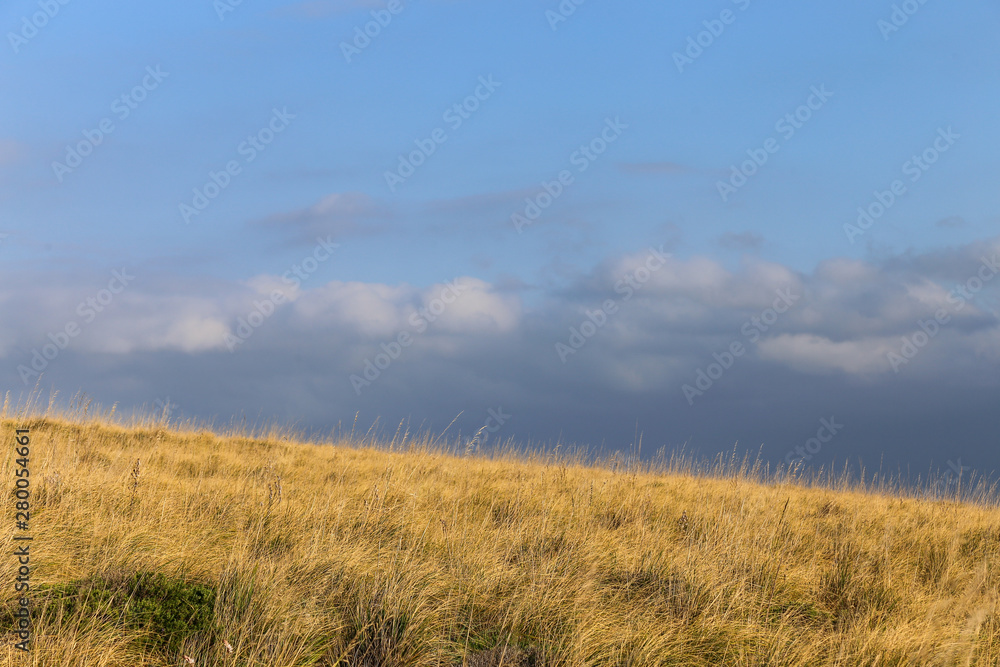 Landscape of a wheat meadow. Spain