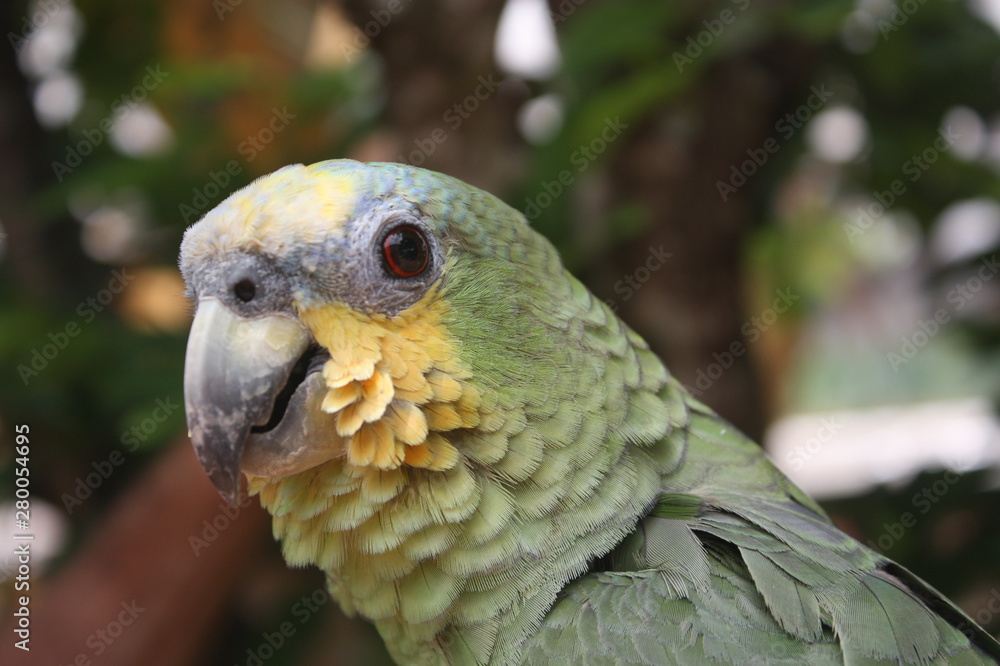 Obraz premium Parrot