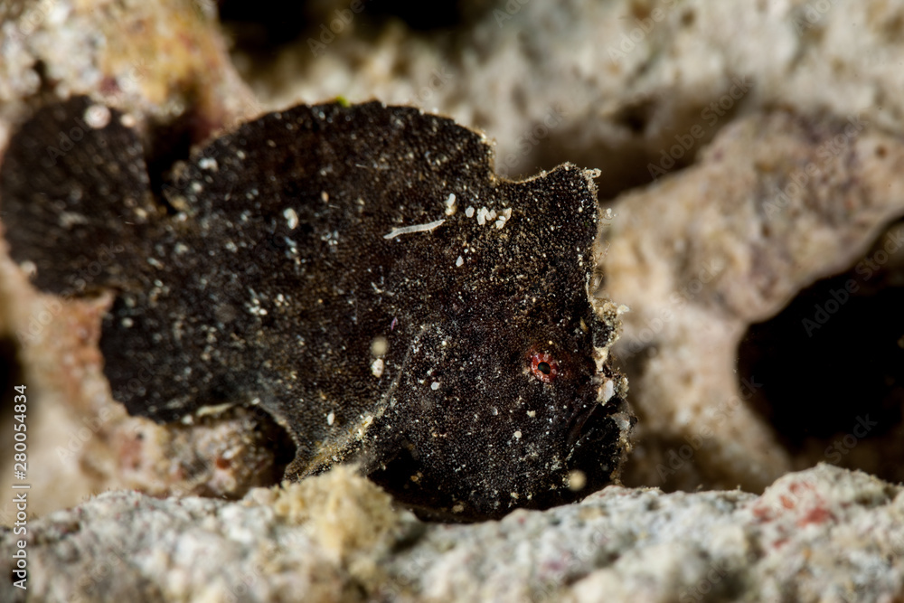 Black Warty frogfish (Clown frogfish) - Antennarius maculatus Black Warty frogfish (Clown frogfish) - Antennarius maculatus