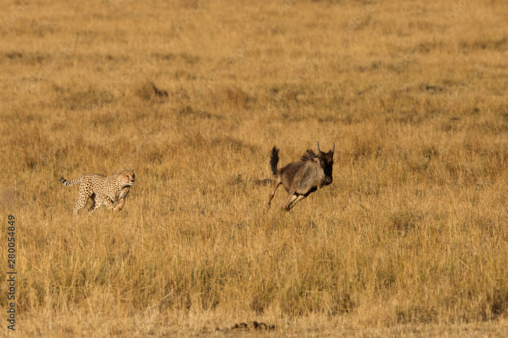 Cheetah hunting a wildebeest at Masai Mara, Kenya Cheetah hunting a wildebeest at Masai Mara, Kenya