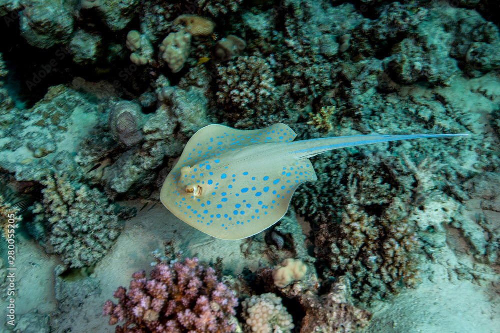 bluespotted stingray, Neotrygon kuhlii, Dasyatis kuhlii, also known as bluespotted maskray or Kuhl's stingray, is a species of stingray of the Dasyatidae family bluespotted stingray, Neotrygon kuhlii, Dasyatis kuhlii, also known as bluespotted maskray or Kuhl's stingray, is a species of stingray of the Dasyatidae family