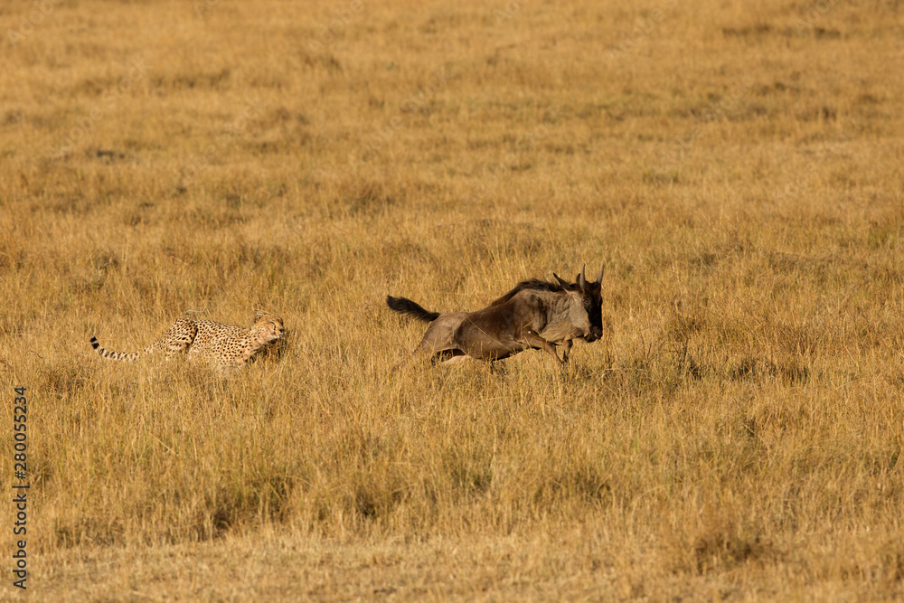 Cheetah hunting a wildebeest at Masai Mara, Kenya Cheetah hunting a wildebeest at Masai Mara, Kenya