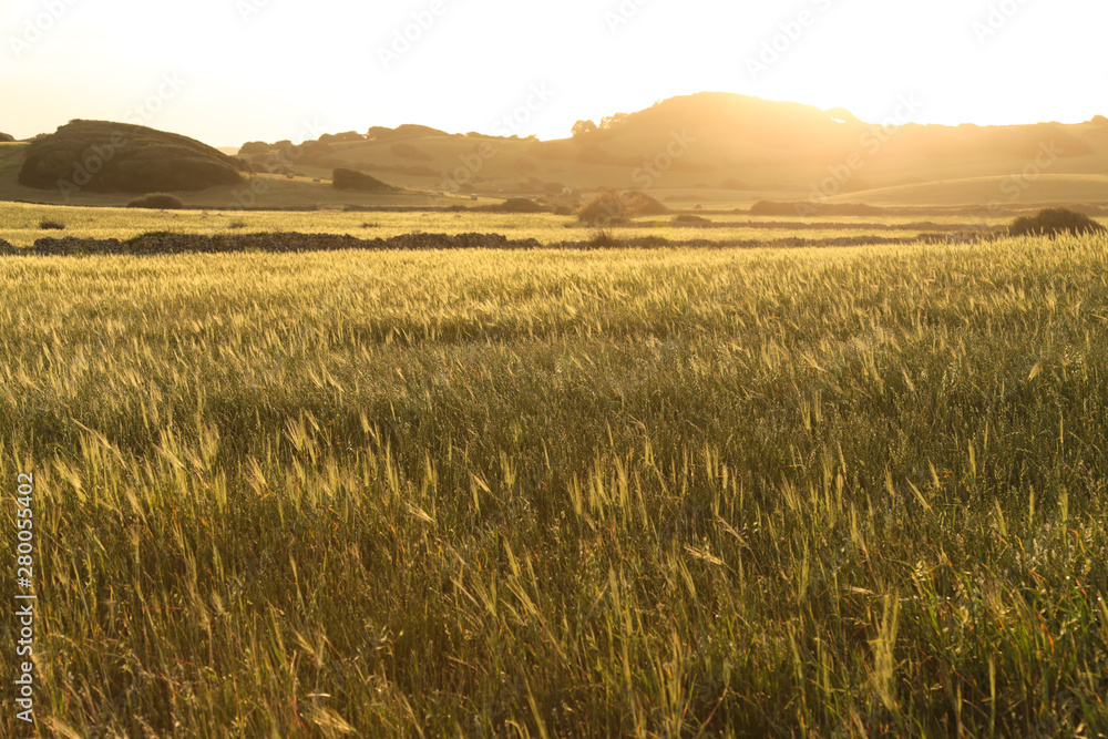 Landscape of a wheat meadow. Spain