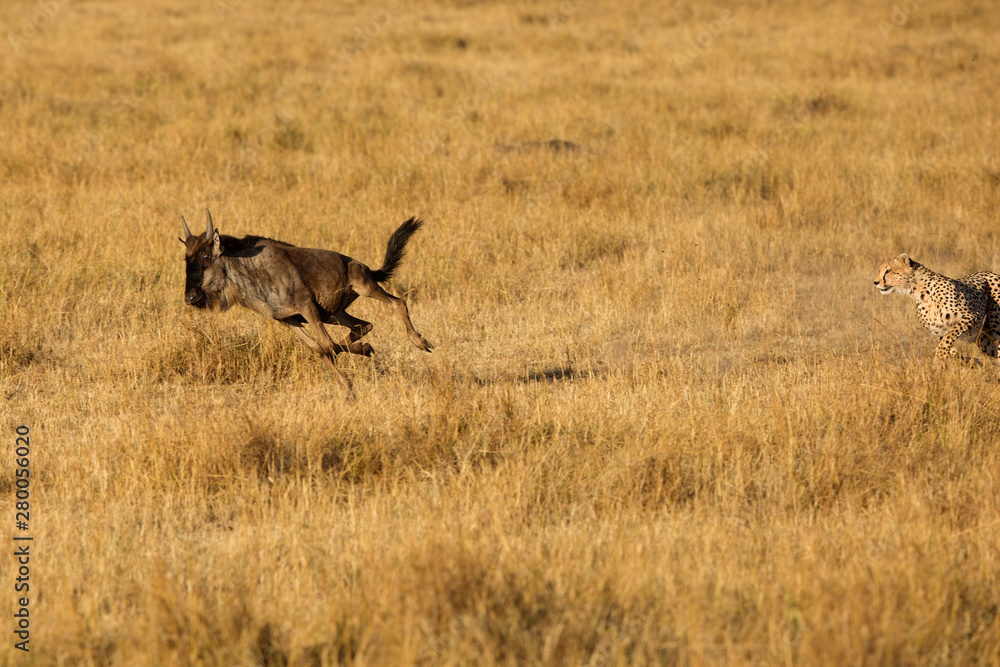 Wildebeest running for life after a chase from Cheetahs, Masai Mara, Kenya Wildebeest running for life after a chase from Cheetahs, Masai Mara, Kenya
