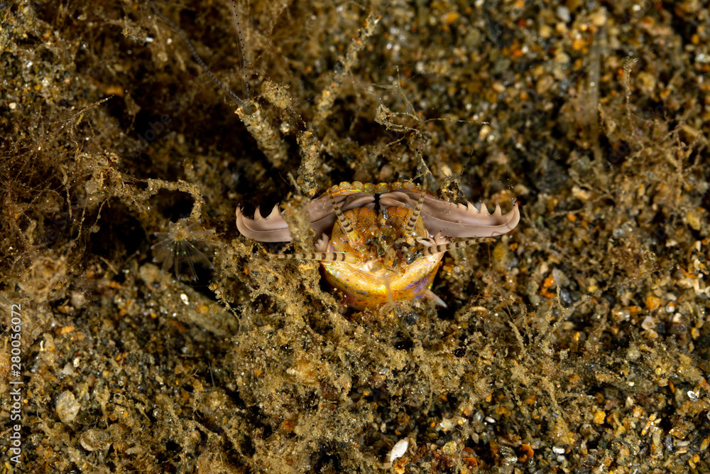 Bobbit(t) worm or sand striker) is an aquatic predatory polychaete worm dwelling at the ocean floor, Eunice aphroditois Bobbit(t) worm or sand striker) is an aquatic predatory polychaete worm dwelling at the ocean floor, Eunice aphroditois