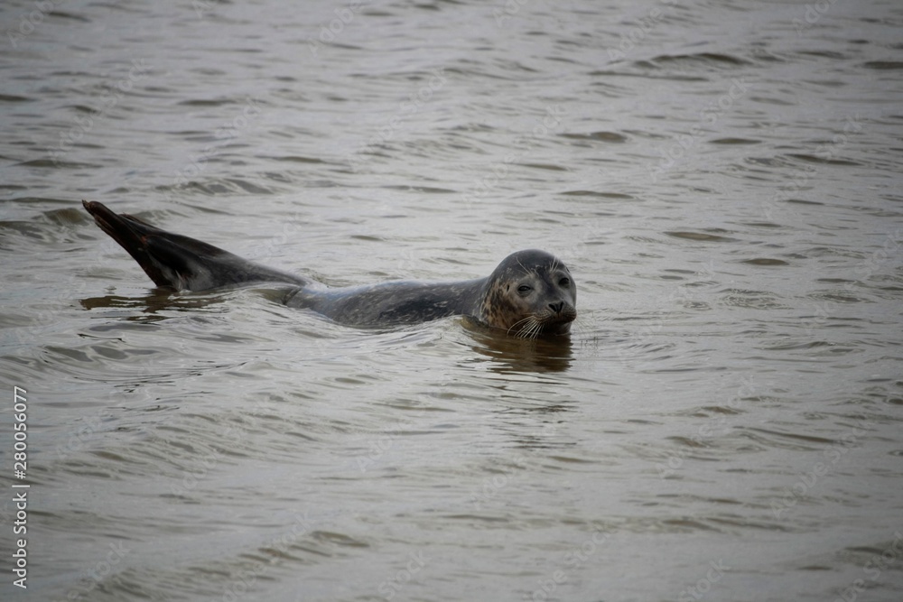 Obraz premium Phoque
