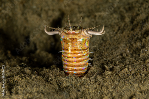 Bobbit(t) worm or sand striker) is an aquatic predatory polychaete worm dwelling at the ocean floor, Eunice aphroditois photo