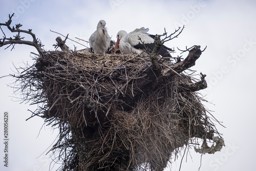 huge stork nests made with tree branches and hedge leaves and other bushes