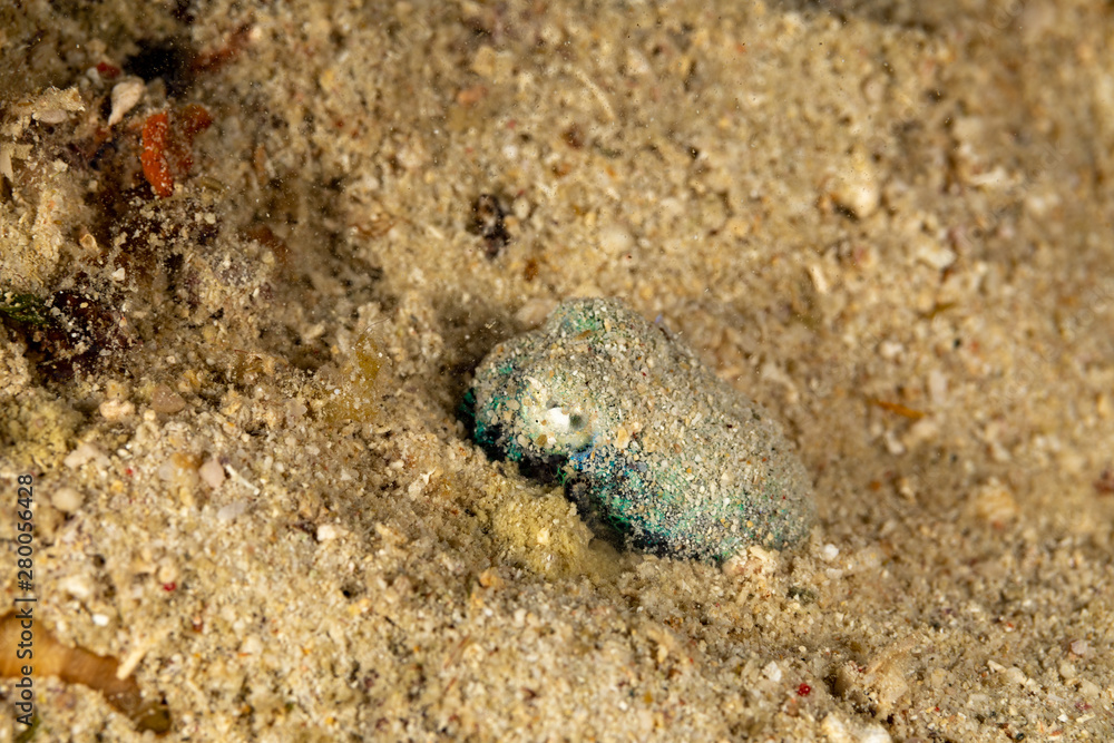 Bobtail squid (order Sepiolida) are a group of cephalopods closely related to cuttlefish Bobtail squid (order Sepiolida) are a group of cephalopods closely related to cuttlefish