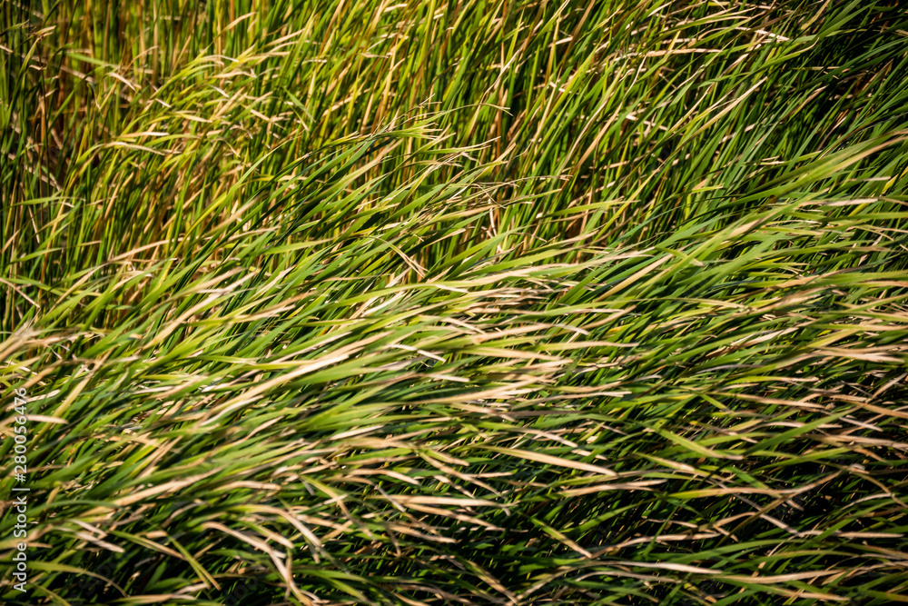 closeup of green grass