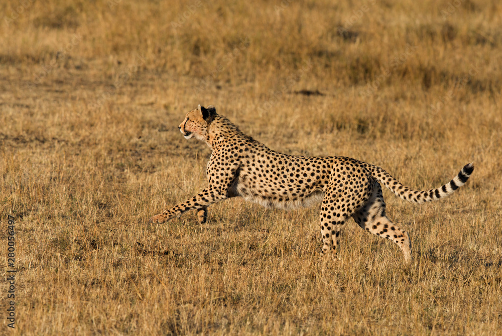 Cheetah in full speed while chasing a Wildebeest, Masai Mara, Kenya
