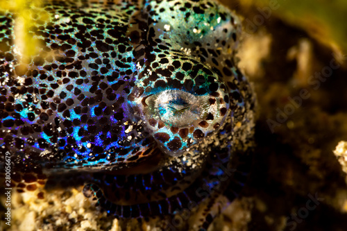 Bobtail squid (order Sepiolida) are a group of cephalopods closely related to cuttlefish