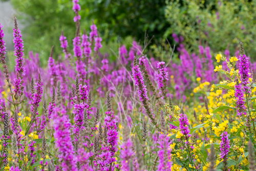 yellow loosestrife and purple loosestrife flowers in summer meadow