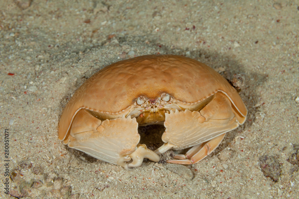 Giant Box crab,Shame-faced crab,, Calappa calappa Stock Photo