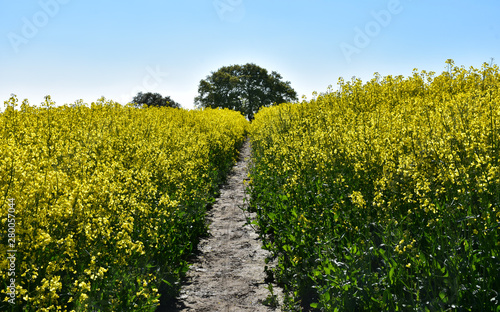 Well Trodden Dirt Footpath Through Field of Rape Seed photo