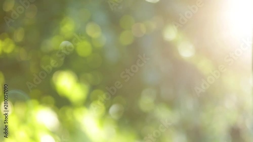 Sunny sunset beautiful nature video background of flying poplar pollen and plenty of insects in air isolated on green trees background.