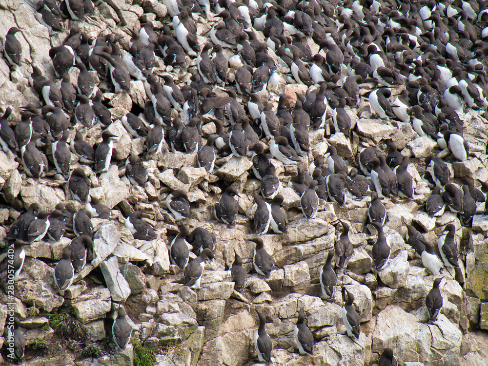 Guillemot colony at Stack Rocks / Creigiau Elegig, near Castlemartin, Pembrokeshire, Wales, UK Guillemot colony at Stack Rocks / Creigiau Elegig, near Castlemartin, Pembrokeshire, Wales, UK