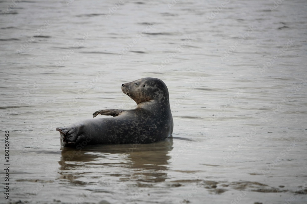 Fototapeta premium Phoque