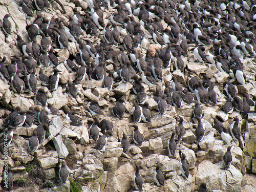 Guillemot colony at Stack Rocks / Creigiau Elegig, near Castlemartin, Pembrokeshire, Wales, UK photo