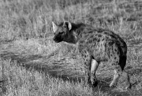 Hyena in the Savannah grassland at Masai Mara  Kenya