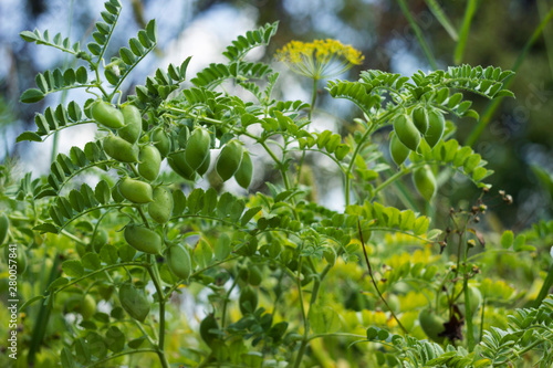 Chickpea (Cicer arietinum) - leguminous legume plant grows in the garden. Green pods, useful plant. Background