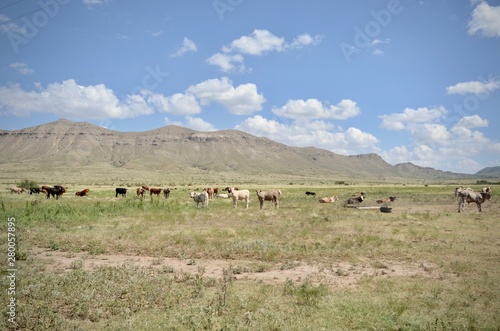 herd of cows grazing in field