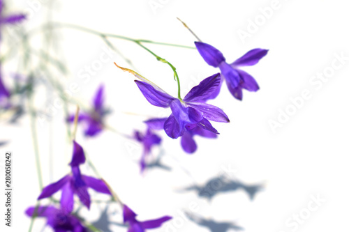 Fototapeta Naklejka Na Ścianę i Meble -  Consolida regalis known as forking larkspur, rocket-larkspur and field larkspur. Violet wild flowers on a light background.