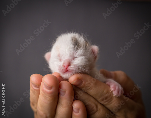 white newborn kitten in woman hands