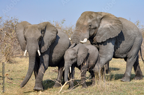 small group of African elephants