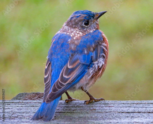 baby eastern blue bird