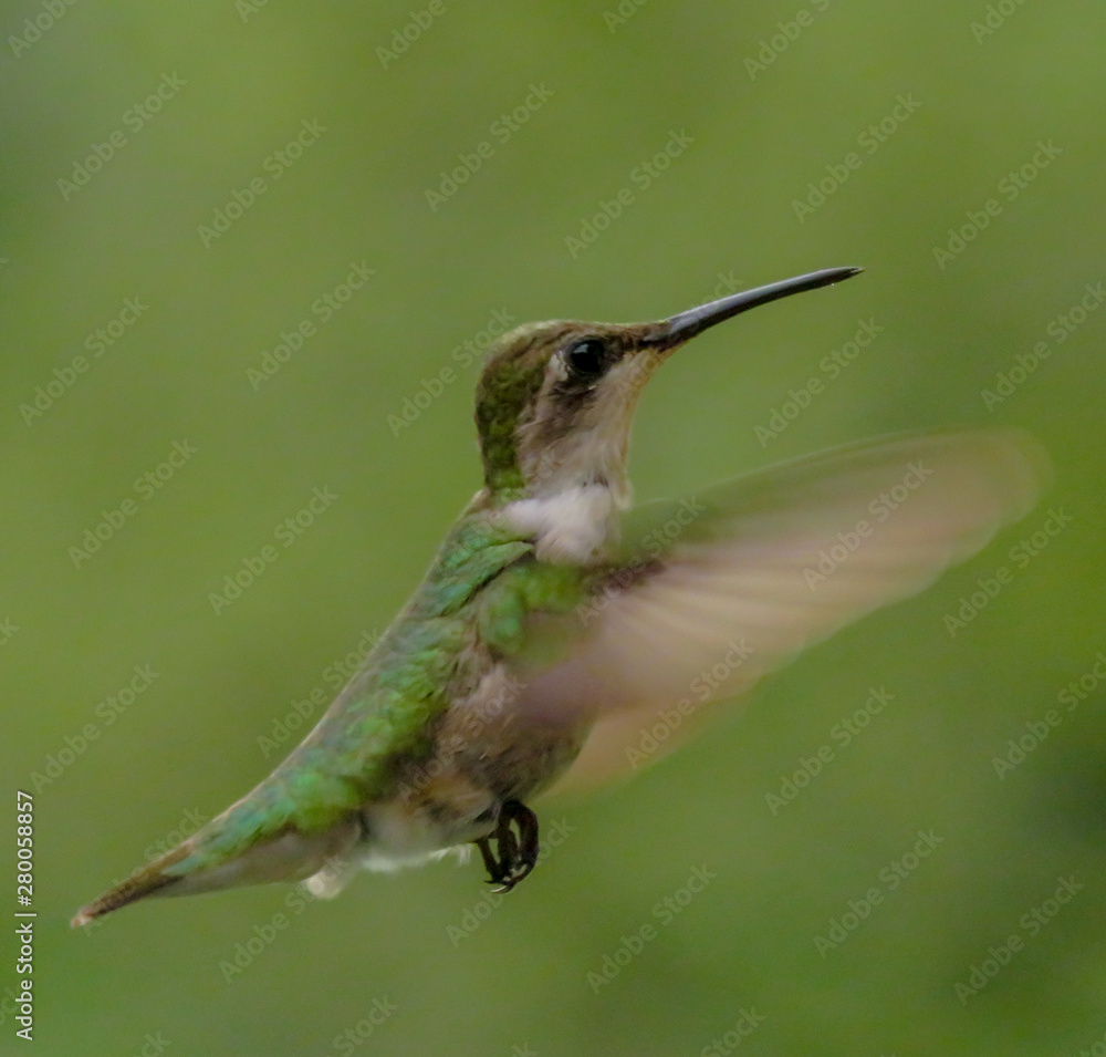 Fototapeta premium hummingbird in flight