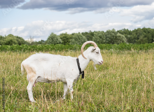 White goat grazing in the field on a summer day