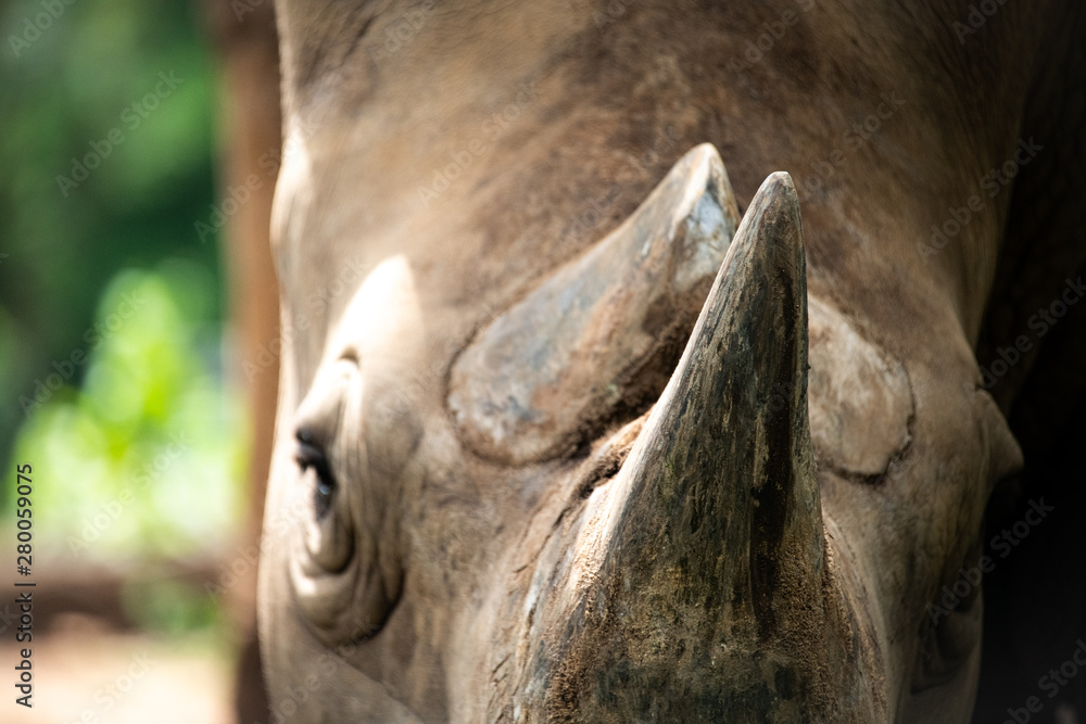 Fototapeta premium Closeup wrinkled of white Rhino beautiful and eye.