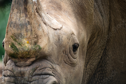 Closeup horn and ugly wrinkled of white Rhino face