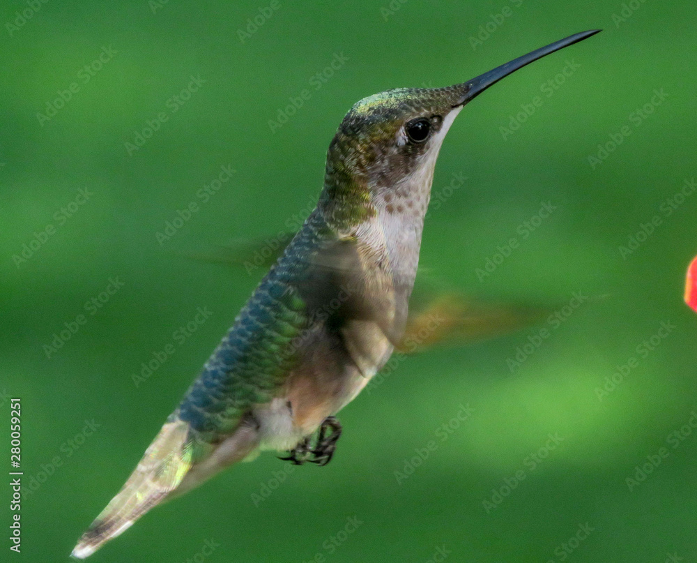 Fototapeta premium hummingbird in flight