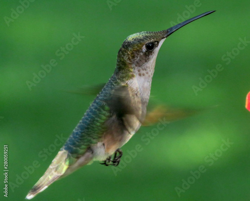 hummingbird in flight