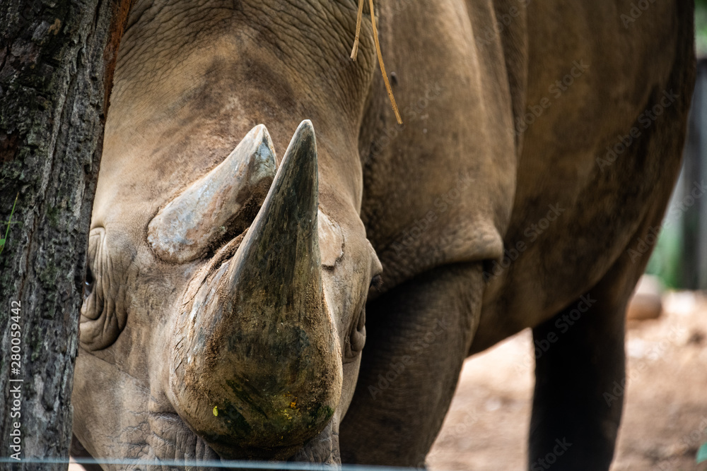 Fototapeta premium Closeup wrinkled of white Rhino horn, face and eye.