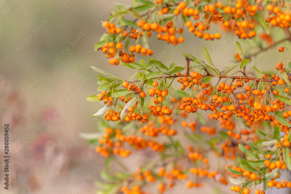 Decorative bush with red berries. Small red berries with green leaves. Soft focus. Toned image Decorative bush with red berries. Small red berries with green leaves. Soft focus. Toned image