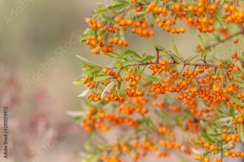 Decorative bush with red berries. Small red berries with green leaves. Soft focus. Toned image © Liubov
