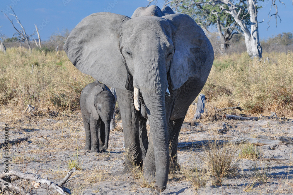 Obraz premium Mother African elephant and its baby in Botswana