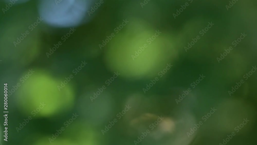 Beautiful natural green defocused video background. Bokeh of blurry fresh foliage of old trees growing in summer park. Beautiful natural green defocused video background. Bokeh of blurry fresh foliage of old trees growing in summer park.
