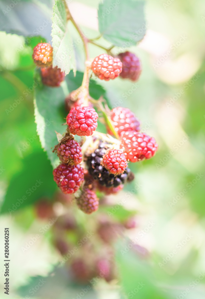 ripe and unripe blackberries on the bush on natural leaves background in sunny day