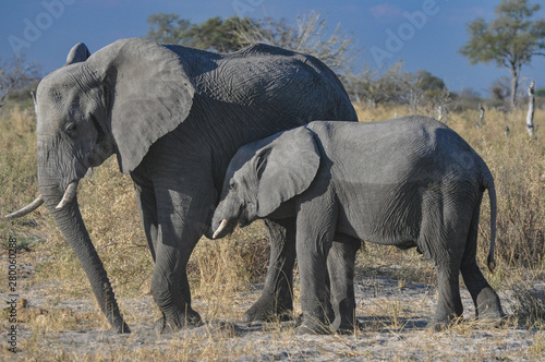 mother and baby elephant