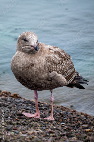 seagull on the beach © Taran Schatz