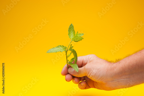 Hojas verde de menta en la mano de una persona adulta. La menta es un condimento que se puede utilizar en la cocina para dar aroma y sabor a las comidas, se utiliza en medicina, en pastelería, en coct photo