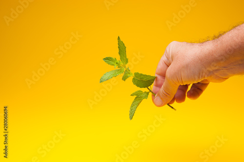Hojas verde de menta en la mano de una persona adulta. La menta es un condimento que se puede utilizar en la cocina para dar aroma y sabor a las comidas, se utiliza en medicina, en pastelería, en coct photo